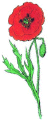 Klatschmohn